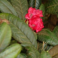 Rhododendron arboreum subsp. zeylanicum (Booth) Tagg